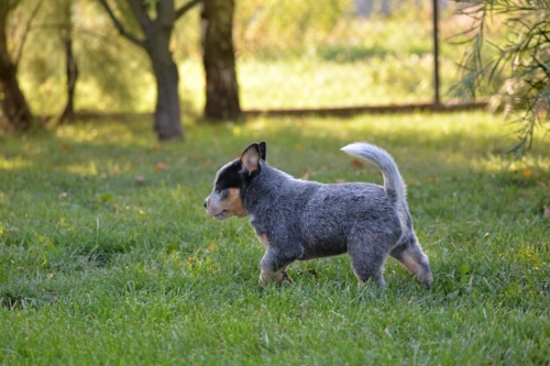 HILLARY - female - 7 weeks old